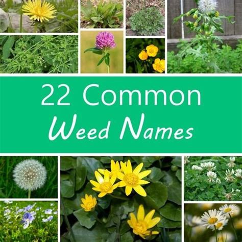 Common Weeds And Their Scientific Names With Pictures - slideshare