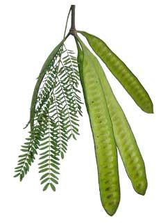 Ipil-ipil, Leucaena glauca, Santa Elena, Yin he huan: Herbal Therapy ...