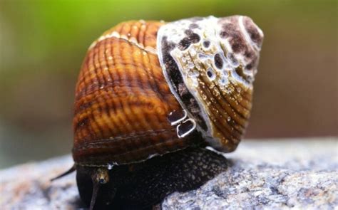 10 Amazing Rabbit Snail Colors (With Pictures!) - The Aquarium Keeper