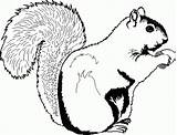 Free Printable Squirrel Coloring Pages For Kids sketch template