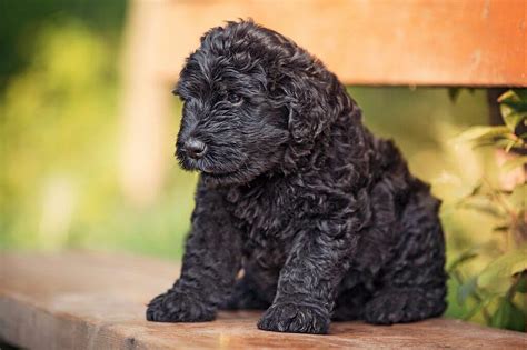 Black Russian Terrier Temperament, Size, Lifespan, & More - Pets Nurturing