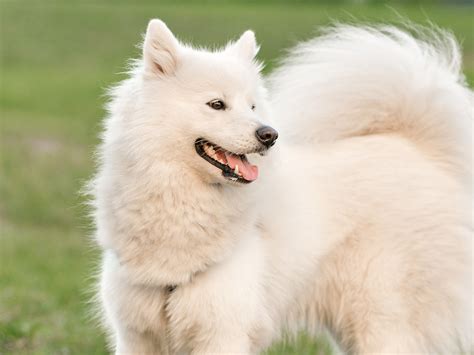 Long-Haired Dogs - Top 7 Most Popular Breeds (2021)