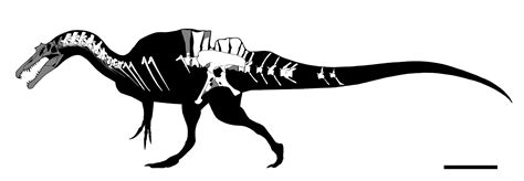 Изображение - Ichthyovenator skeleton.jpg | Вымершие животные вики | FANDOM powered by Wikia