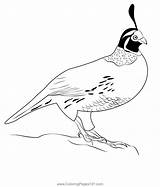 California Quail Bird Coloring Page For Kids  Free Quails Printable sketch template