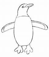 Adelie Penguin Coloring Page At GetDrawings  Free Download sketch template