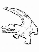 Freshwater Crocodile Coloring Page Free Printable Pages sketch template