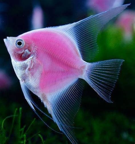 WORLD'S FIRST ONLY FLUORESCENT ANGELFISH | ANIMALS | Pinterest | Angelfish, Fish and Ocean