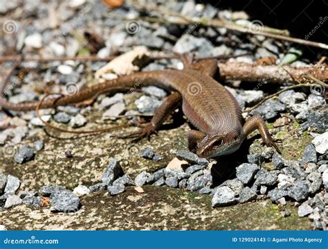 Eutropis Multifasciata Skink Or Common Sun Skink With Growing Tail On The Garden Floor Ground ...