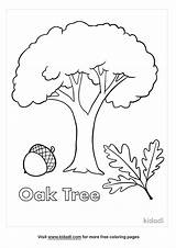 Oak Tree Coloring Page sketch template