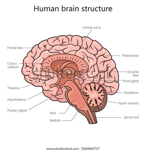 1,876 Brain Diagram Labels Royalty-Free Images, Stock Photos & Pictures | Shutterstock