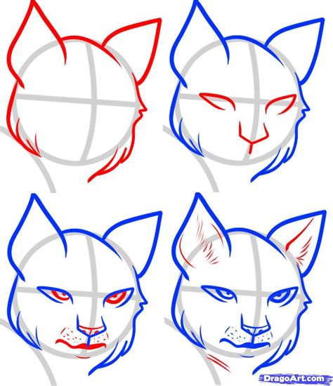 How to Draw a Wildcat and Lynx Step by Step