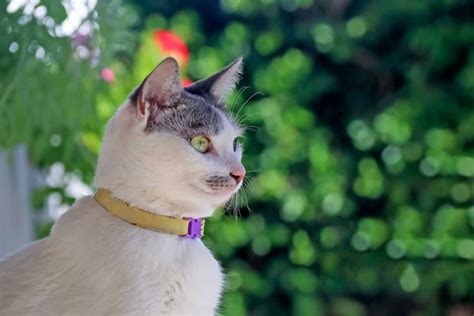 Outdoor Cats and Flea Collars: Do They Really Work? – FAQcats.com