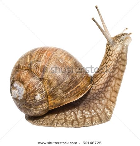 Funny snail Background |Funny Animal