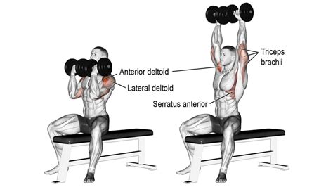 Best Dumbbell Shoulder Exercises & Workouts For Mass