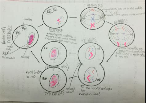 Cell Cycle Diagram | Quizlet