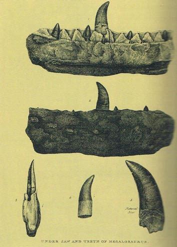 Megalosaurus Fossil Still Surprises