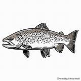 Trout Coloring Pages  Free & Printable sketch template