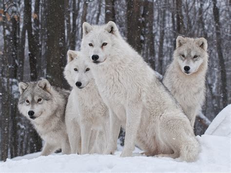 🔥 Download White Wolves Pack 4k HD Desktop Wallpaper For Ultra Tv by ...