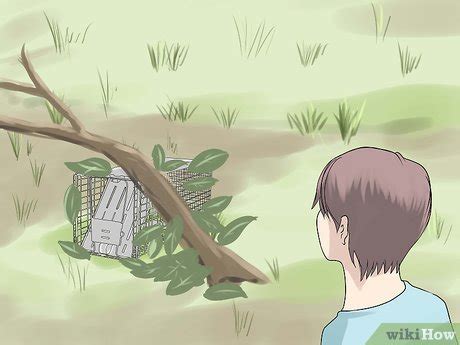 How to Trap a Groundhog: 12 Steps (with Pictures) - wikiHow