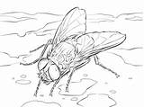 House Fly Coloring Pages / Page Housefly Free Printable  sketch template