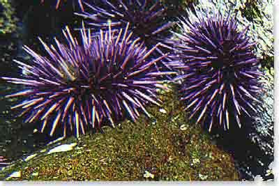 Purple Sea Urchin - Doheny State Beach Foundation