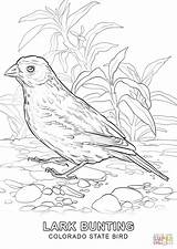 Colorado State Bird coloring page  Free Printable Coloring Pages sketch template