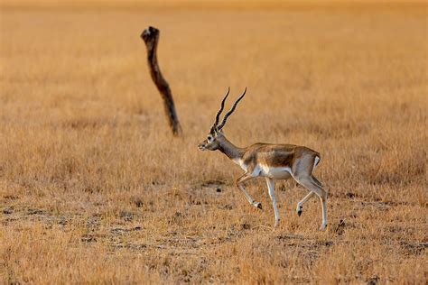 Velavadar Blackbuck National Park