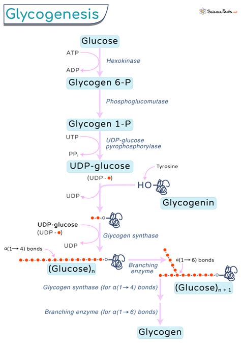 Glycogen Synthesis Glycogenesis Pathway | Hot Sex Picture