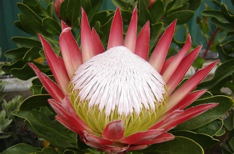 Protea Madiba | Proteaonline.com | Protea, Protea plant, Protea flower