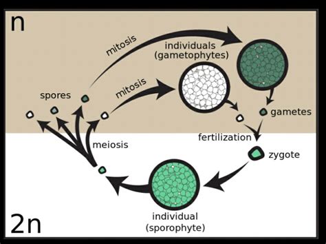 Spore Formation Diagram