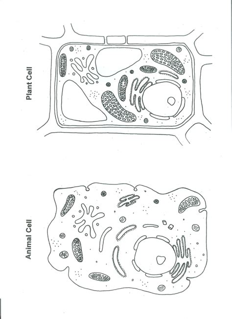 Animal And Plant Cell Coloring Worksheet