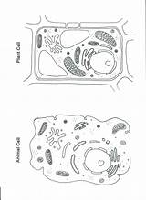 Plant And Animal Cell Coloring Sheet sketch template