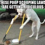 Dog Scooping Poop Meme Generator - Imgflip