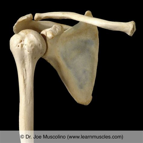 Shoulder (Glenohumeral) Joint - Learn Muscles