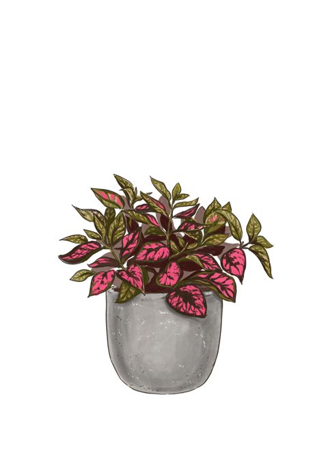 Pink Polka Dot Plant For Sale, Care Guide & Overview