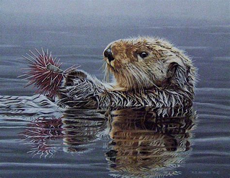 Sea Otter With Urchins - Gallery 601