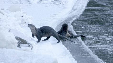 River otter trapping closes for the season in the Southwest Region ...