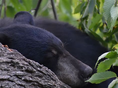 Great Smoky Mountains National Park Wildlife - National Park Photographer