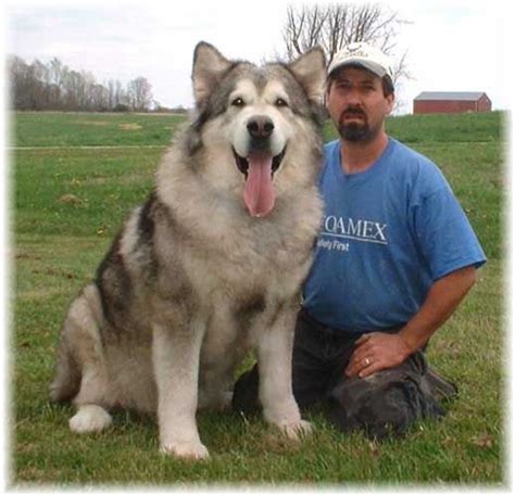 Alaskan Malamute Temperament - Pets Lovers