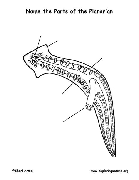 Planarian (Flatworm) Labeling Page