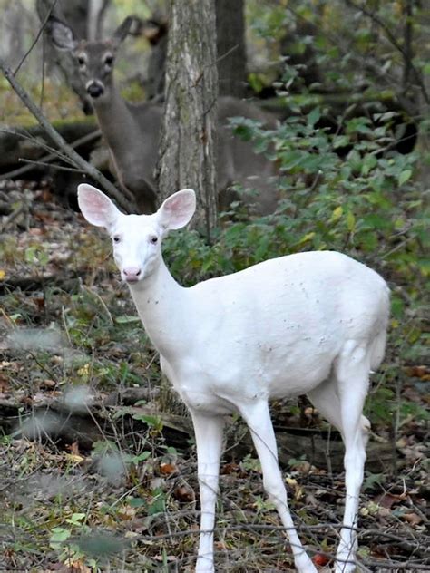 Rare, albino-looking white deer caught on video in Michigan