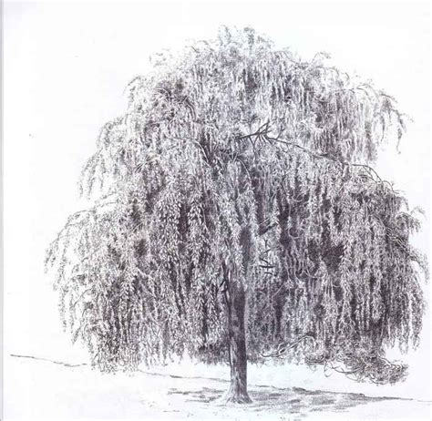 Weeping Willow Tree Pen - Create Beautiful Pictures - Joshua Nava Arts