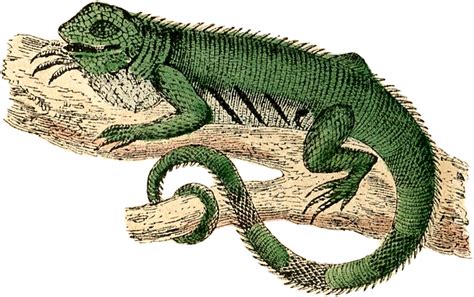 Free Public Domain Lizard Image! - The Graphics Fairy