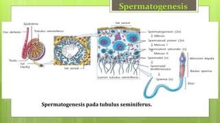 pertumbuhan dan perkembangan hewan biologi | PPT