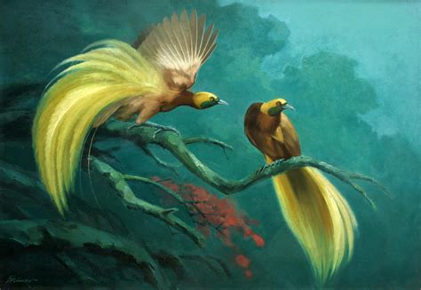 Paradise bird from West Papua - Indonesia by BambangMiyarso on DeviantArt