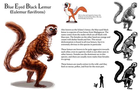 Lemur sheet by Tikall on DeviantArt