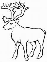 Reindeers Coloring Pages  ColoringBay sketch template