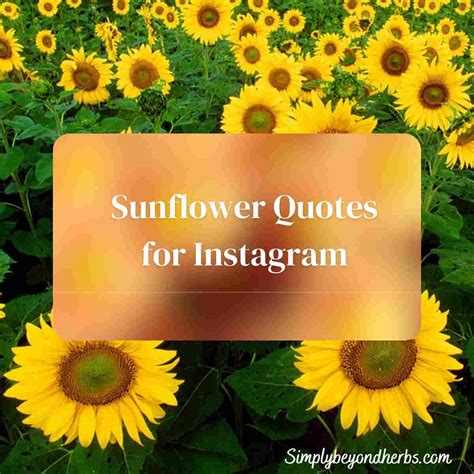 Over 300 perfect Sunflower Captions for Instagram to Brighten - SimplyBeyondHerbs