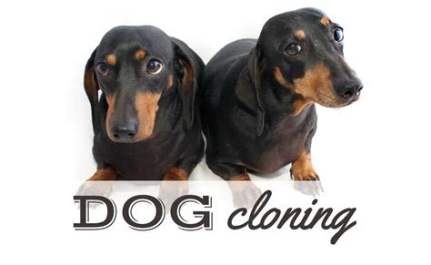 Can You Clone A Dog? Yes, But Many Denounce The Practice | Canine Journal