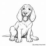 Basset Hound Coloring Pages  Free & Printable sketch template